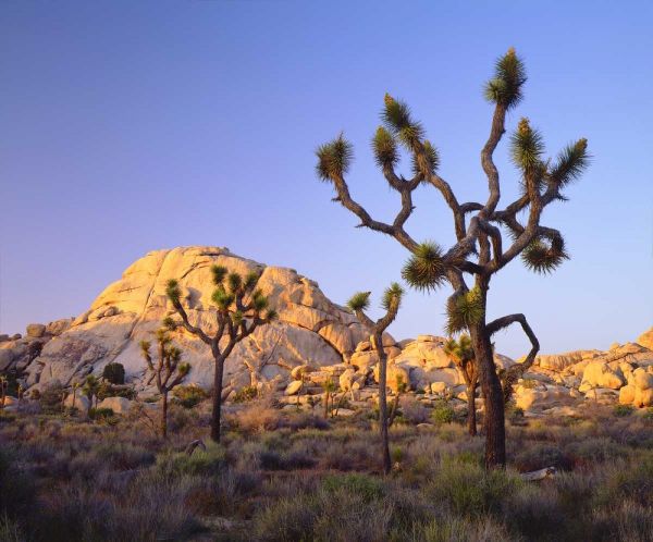 California, Joshua Tree NP Desert Landscape